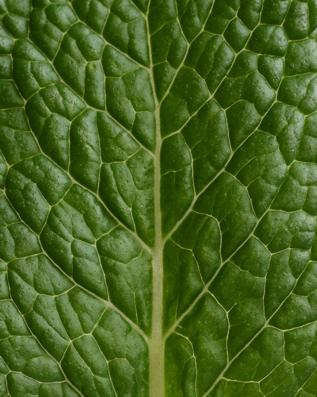 Déodorant stick Menthe Eucalyptus