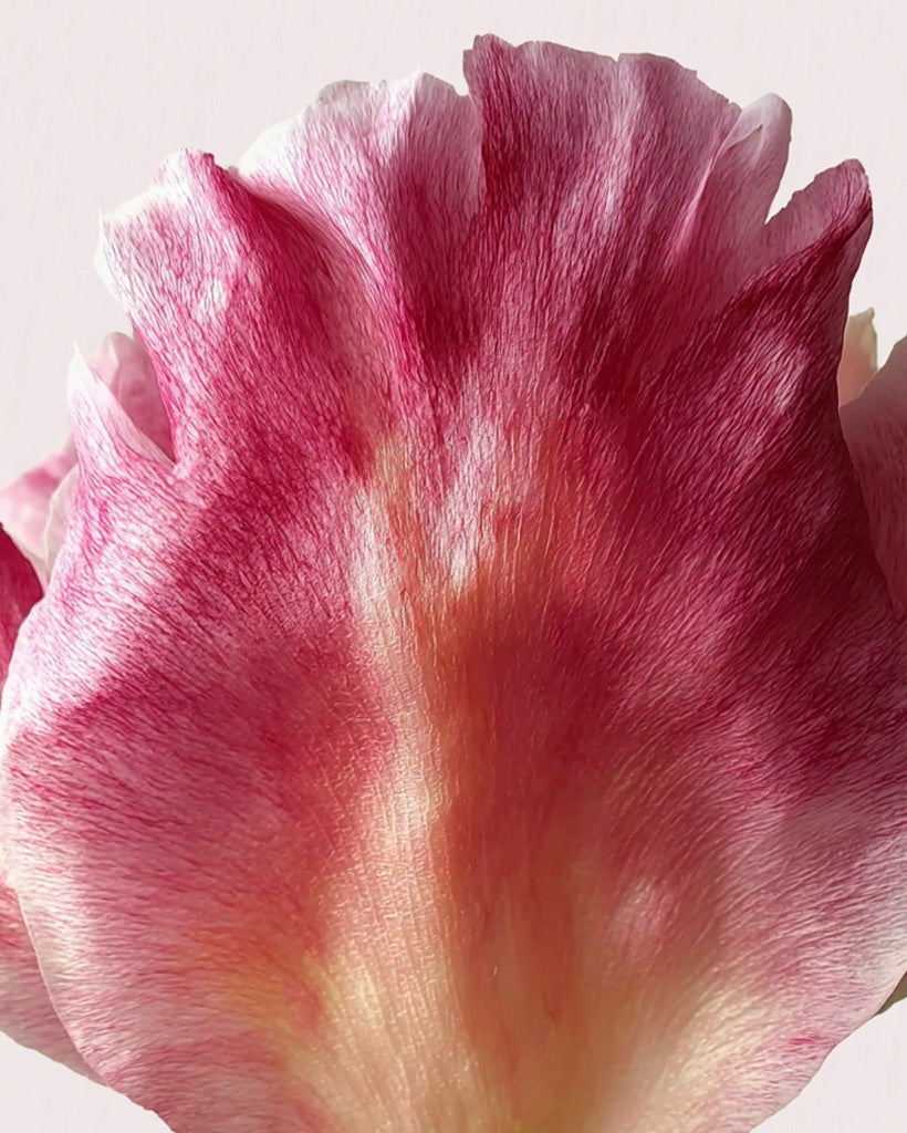 Déodorant stick Rose Pivoine
